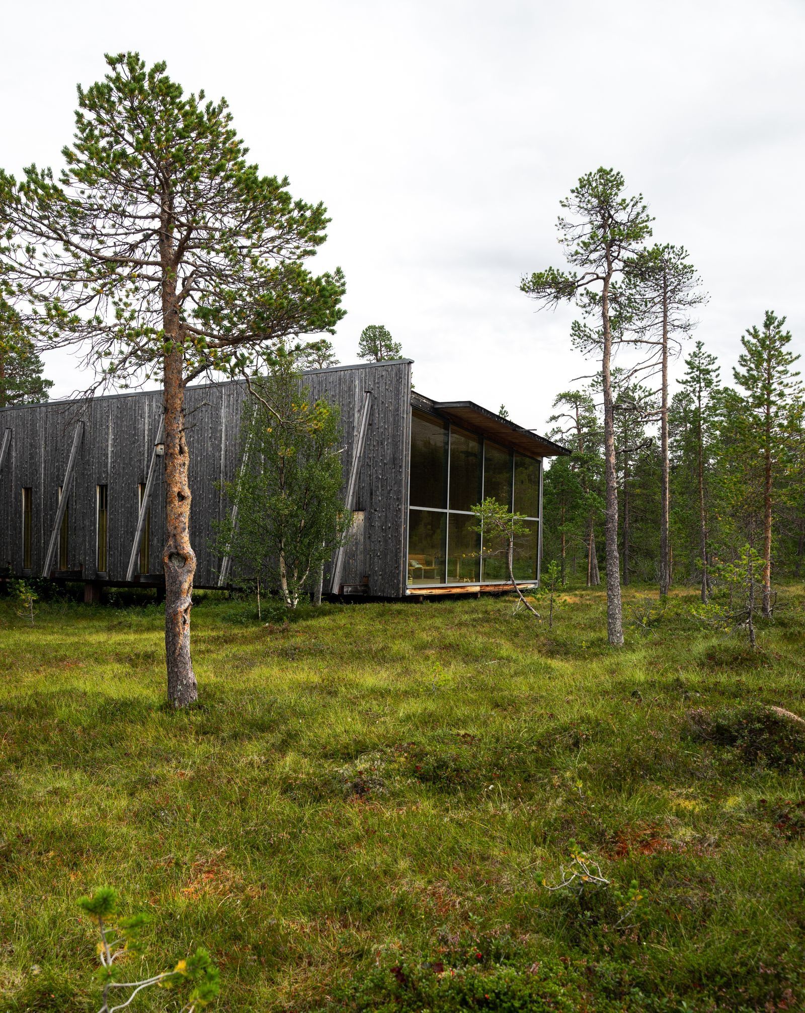 Minimal timber cabin with large windows set among Scandinavian pine trees